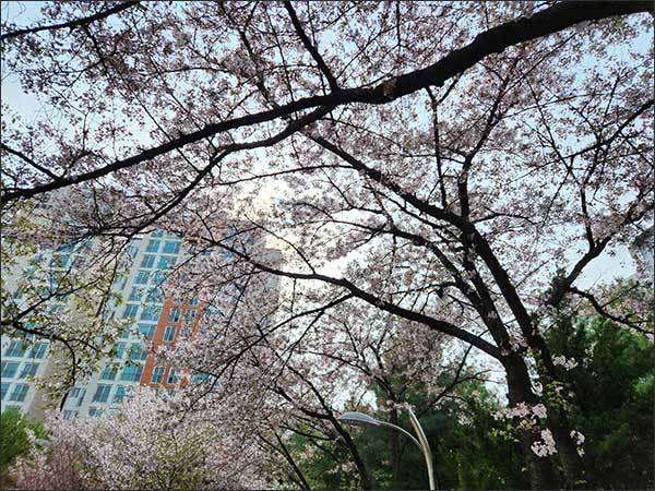 떨어지기 전 벚꽃은 그 화려한 자태를 뽐낸다.