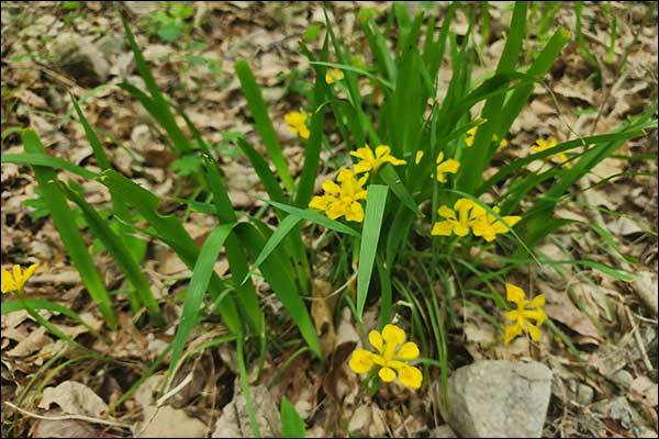 활짝 핀 노랑붓꽃(Iris koreana Nakai)