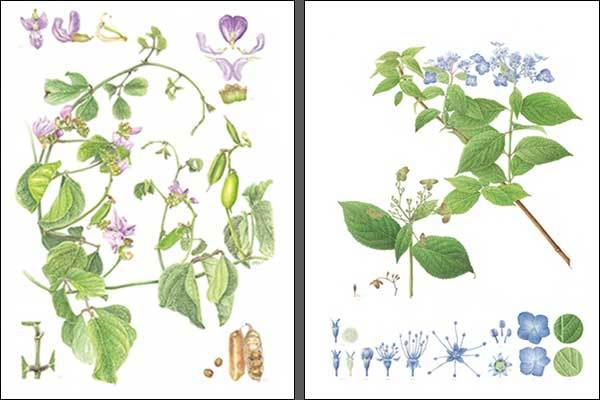 해녀콩 (백희순 작품) -왼쪽, 산수국 (이승현 작품)