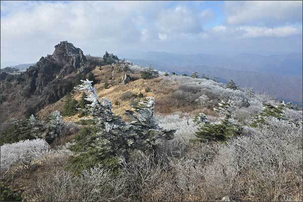 지리산국립공원 능선(장터목 일원)에 핀 첫 올해 상고대(2024. 11. 21. 찍음)