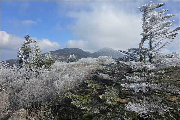 지리산국립공원 능선(장터목 일원)에 핀 첫 올해 상고대(2024. 11. 21. 찍음)
