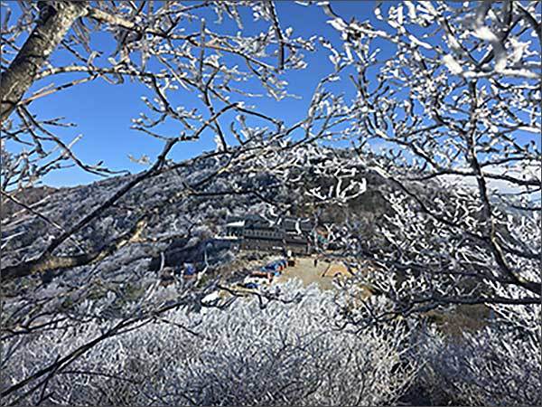 지리산국립공원 능선(장터목 일원)에 핀 첫 올해 상고대(2024. 11. 21. 찍음)