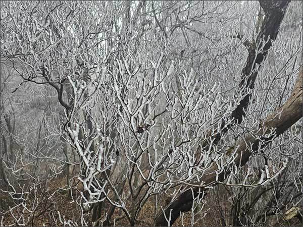 지리산국립공원 능선(세석 일원)에 핀 첫 올해 상고대(2024. 11. 21. 찍음)