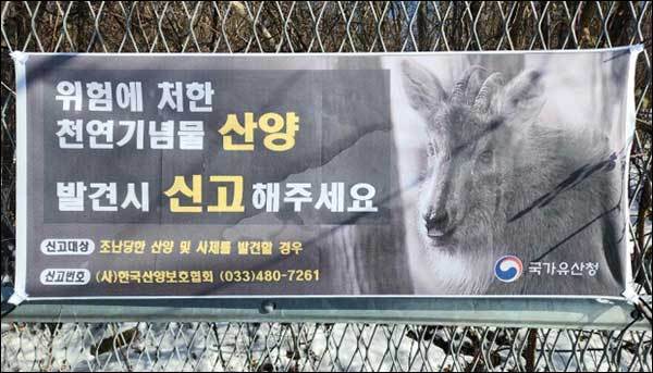 산양 구조 신고를 위한 펼침막 게시