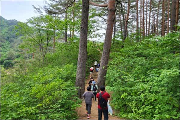 금강소나무숲길 탐방 사진 1