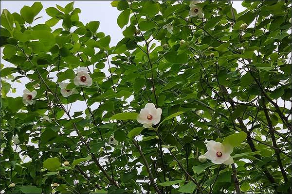 불한티산방의 산목련(라석 촬영)
