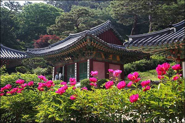 약사전 앞 활짝 피어난 검붉은 작약꽃