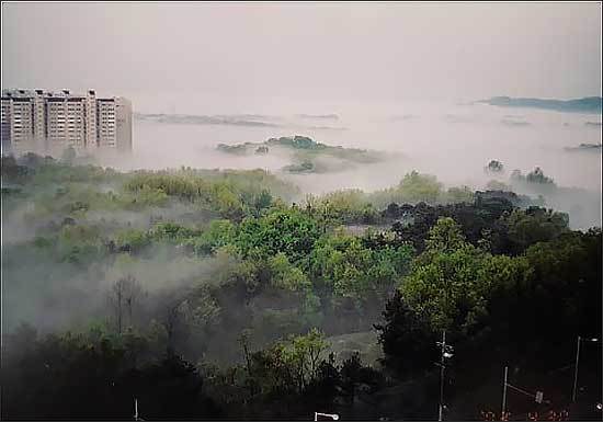지금은 사라진 교하의 숲 2002년 필자 홡영