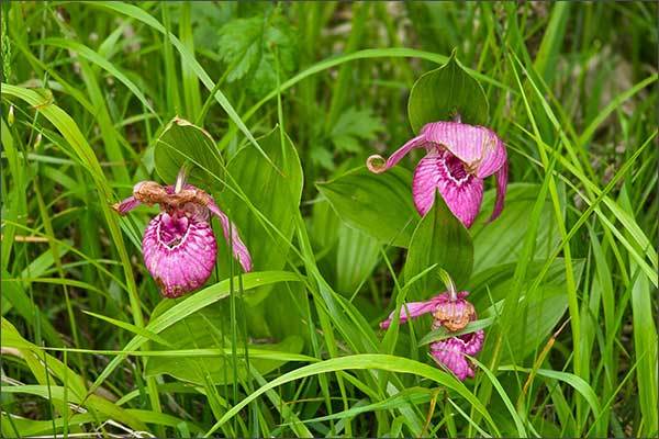 복주머니란(Cypripedium macranthos)