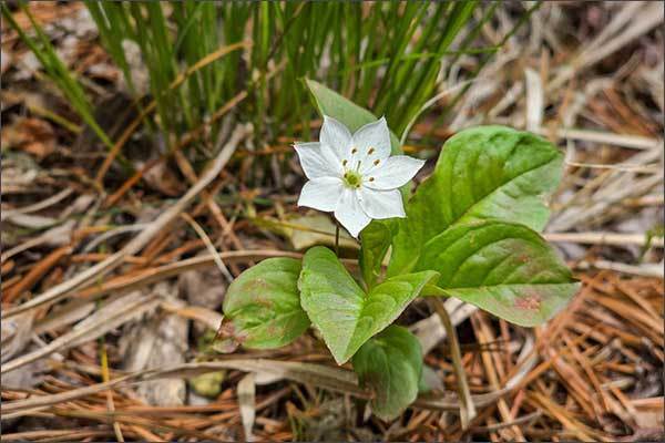 기생꽃(Trientalis euroaea)