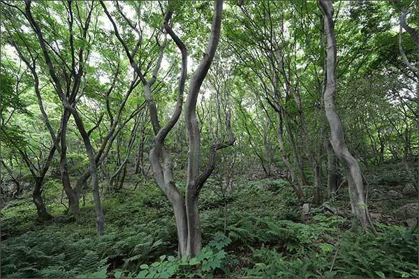 풍게나무 군락(충청남도 예산군 가야산 원효봉).