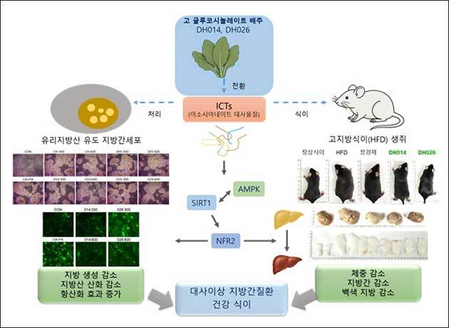 HGSL 배추의 항암, 항염, 대사관련 지방간 질환(MAFLD) 기전 모식도 