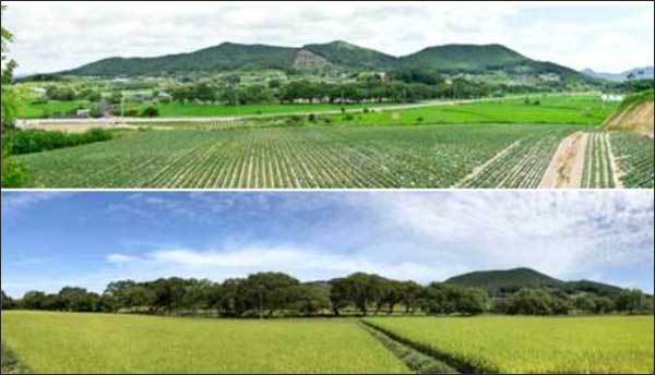 고창 삼태마을숲 전경