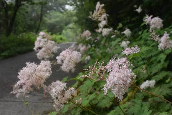 탐방로에 핀 터리풀 군락(찍은 날짜: 2025. 7. 5.)