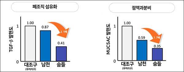 미세먼지(1mg/kg)를 호흡기 기관 내로 투여한 쥐 모델(BALB/C)에서 ‘남천’과 ‘숨들’ 잎 추출물(200mg/kg)을 경구투여하고 폐조직을 적출하여 폐조직 섬유화를 나타내는 지표(TGF-β)를 분석한 결과, ‘남천’ 대비 최대 2.1배 감소시켰으며, 점액의 과도한 분비를 나타내는 지표(MUC5AC)의 발현은 1.7배 감소시켰다.