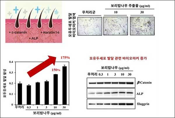 보리밥나무 모유두세포 발달 효능