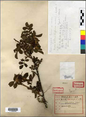 1924년 6월 14일 정태현이 대청도에서 채집한 민생열귀나무(Rosa silenidiflora Nakai ex T. Kawamoto) 정기준표본. 도쿄대학교 식물표본관(TI)에 보관되어 있는 표본 라벨에는 그의 실명이 적혀 있지만, 신종 기재시 명명자 표기는 일제강점기 강제가명인 T. Kawamoto로 발표되었다.