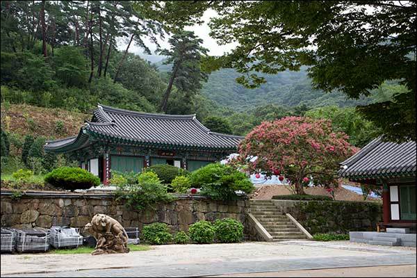 미타전 앞의 화사안 목백일홍