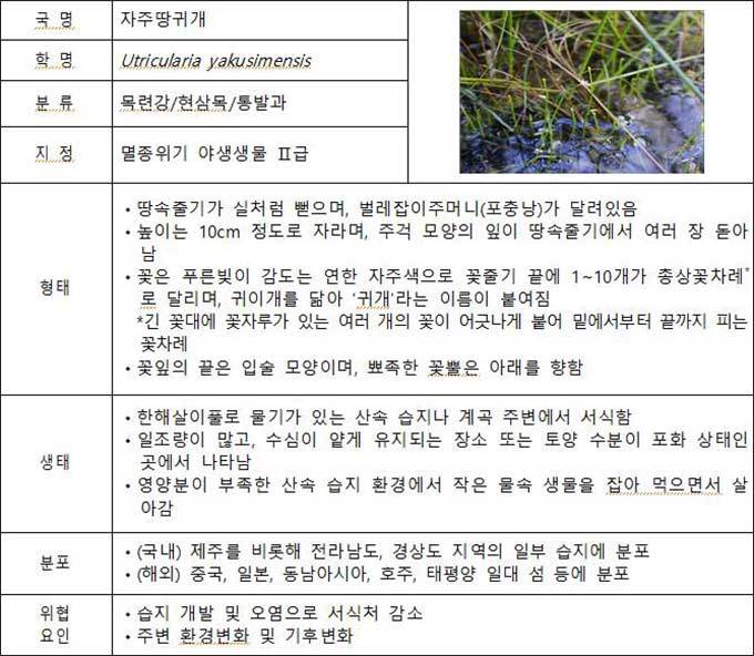 자주땅귀개 생태정보