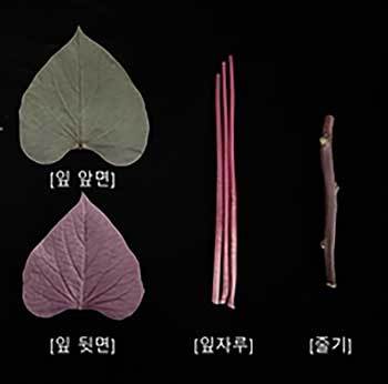 ‘통채루’ 지상부 사진