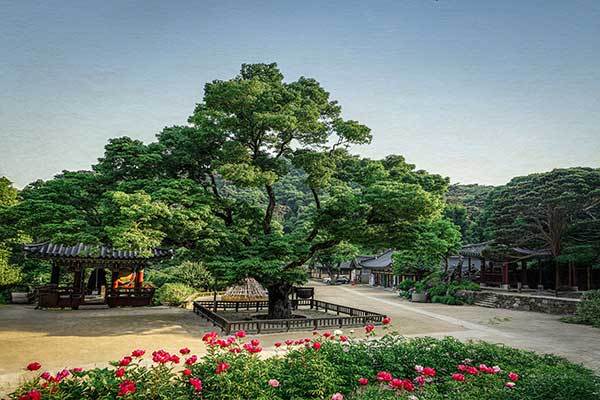 유병창 작 <시간을 품은 그늘>