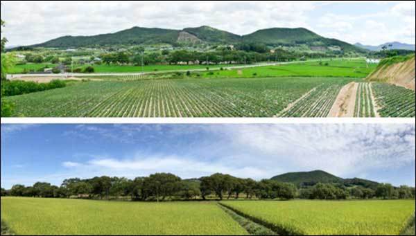 고창 하고리 삼태마을숲 전경