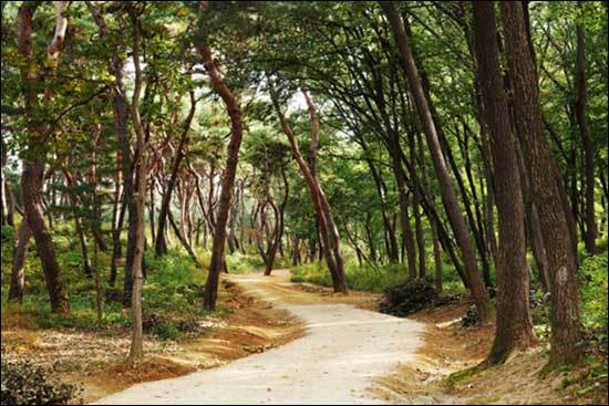 남양주 사릉 숲길
