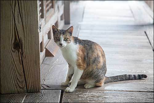 광풍각을 지키는 고양이, 늘 사람을 반겨하여 따른다.