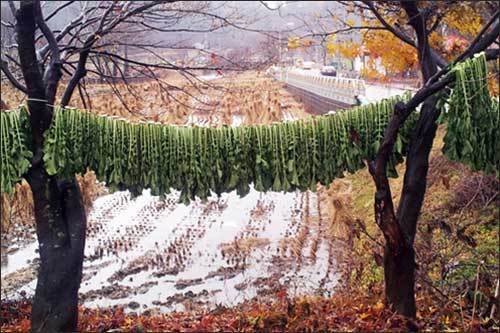 무청을 매달아 말려 시래기를 만드는 장면