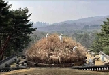 한식(寒食), 건원릉 억새 자르는 ‘청완 예초의’ 거행