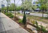 수원시 곳곳에 명품 가로숲길