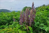 멸종위기종 Ⅱ급 백양더부살이 군락지 확인