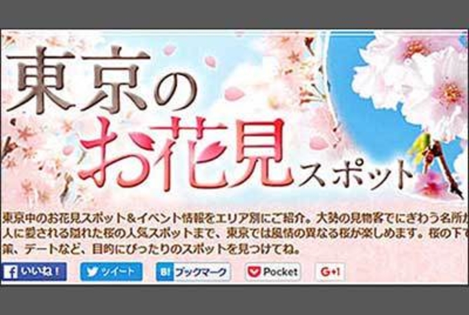일본 사람들은 광적으로 벚꽃을 좋아한다