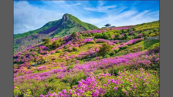 봄이면 내 마음 철쭉꽃 바다이고