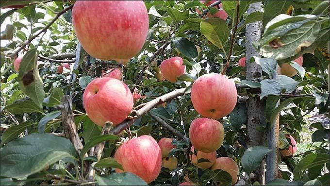 사과는 억울하답니다