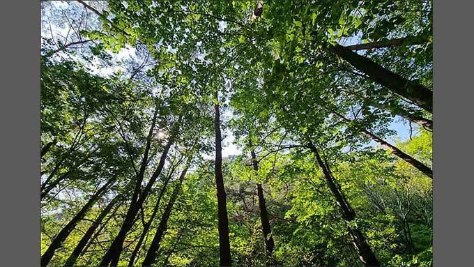 모차르트의 겨울