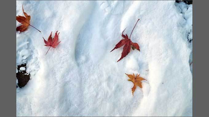 눈 위의 새 발자국