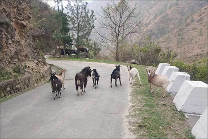 동물과 사람이 함께 공존하는 세상, 부탄
