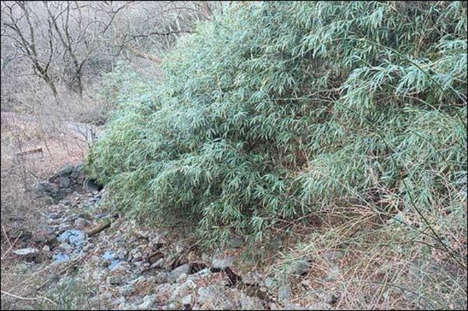 계룡산 갑사에서 말띠해를 열다