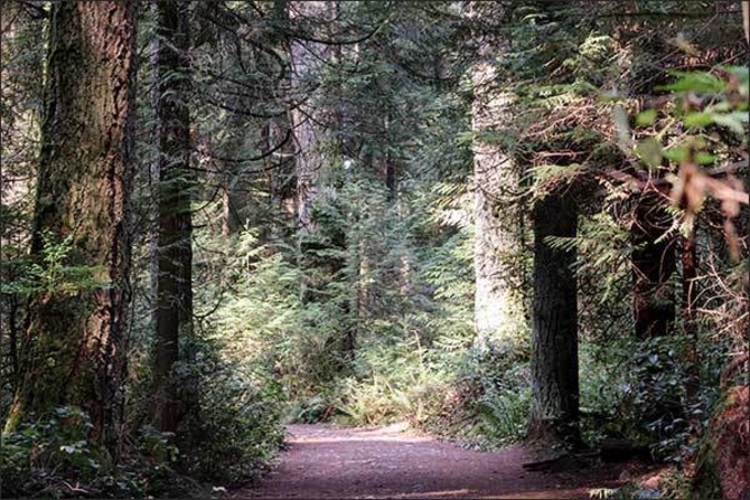 숲은 혼자 크지 않는다