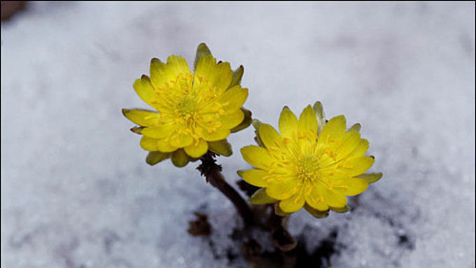 동토에 핀 금빛 외침 ‘얼음새꽃(복수초)'
