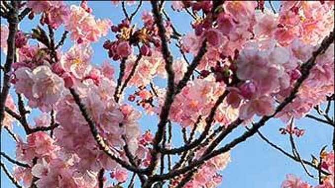 이즈의 선율, 분홍빛 겨울