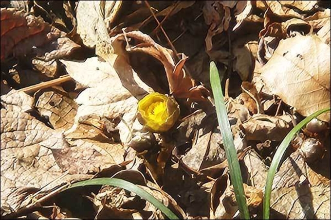 추운 겨울, 하지만 얼굴 내미는 얼음새꽃