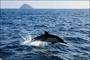 홍도 인근 해양보호생물 참돌고래 발견