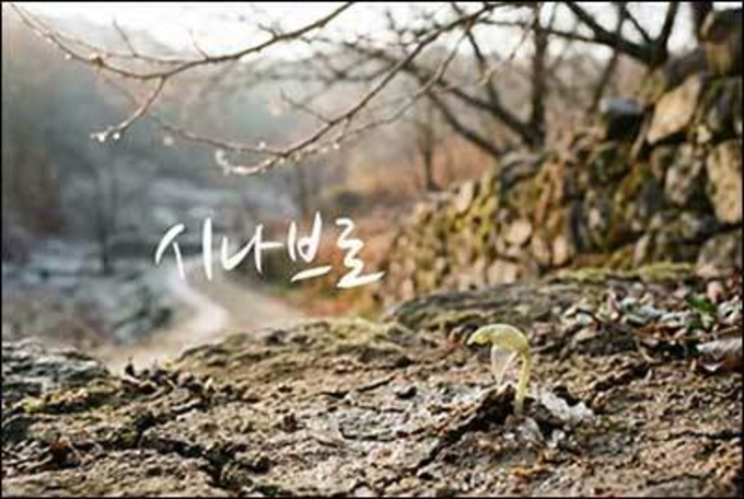 봄비처럼 젖어드는 시간, '시나브로'