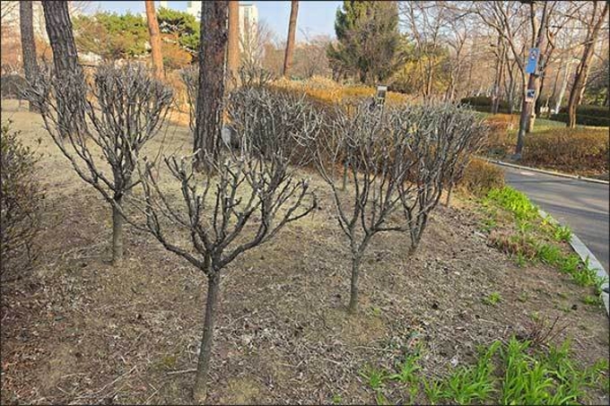 무궁화를 닭발처럼 가지치기한 까닭은?