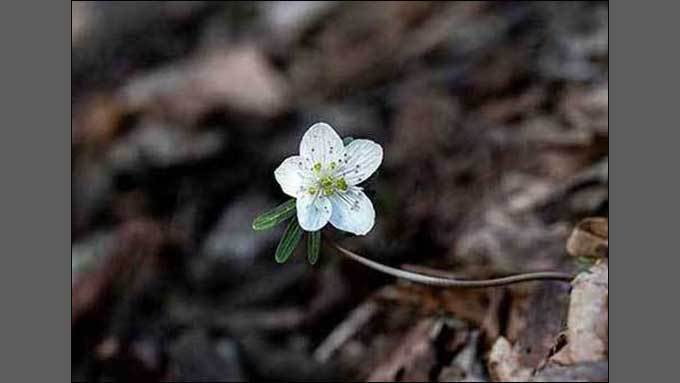 겨울의 끝에서 피어난 하얀 약속, 변산바람꽃
