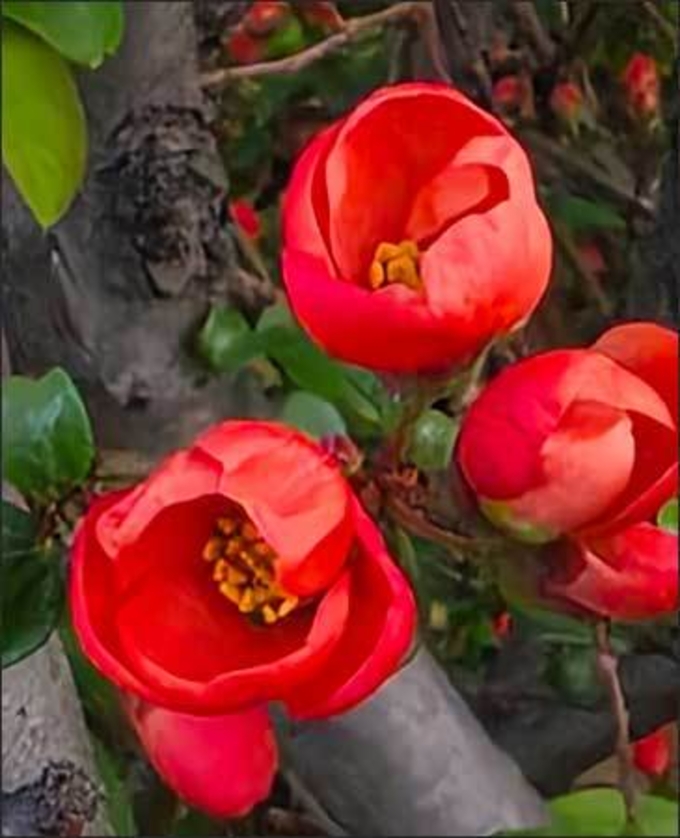 명자꽃, 붉은 낙화