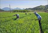 간 건강 개선 효능의 새싹보리 ‘혜누리’ 보급 확대