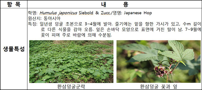 꿀벌 사냥꾼 등검은말벌, 알레르기 주범 환삼덩굴 적극 퇴치 꿀벌 사냥꾼 등검은말벌, 알레르기 주범 환삼덩굴 적극 퇴치